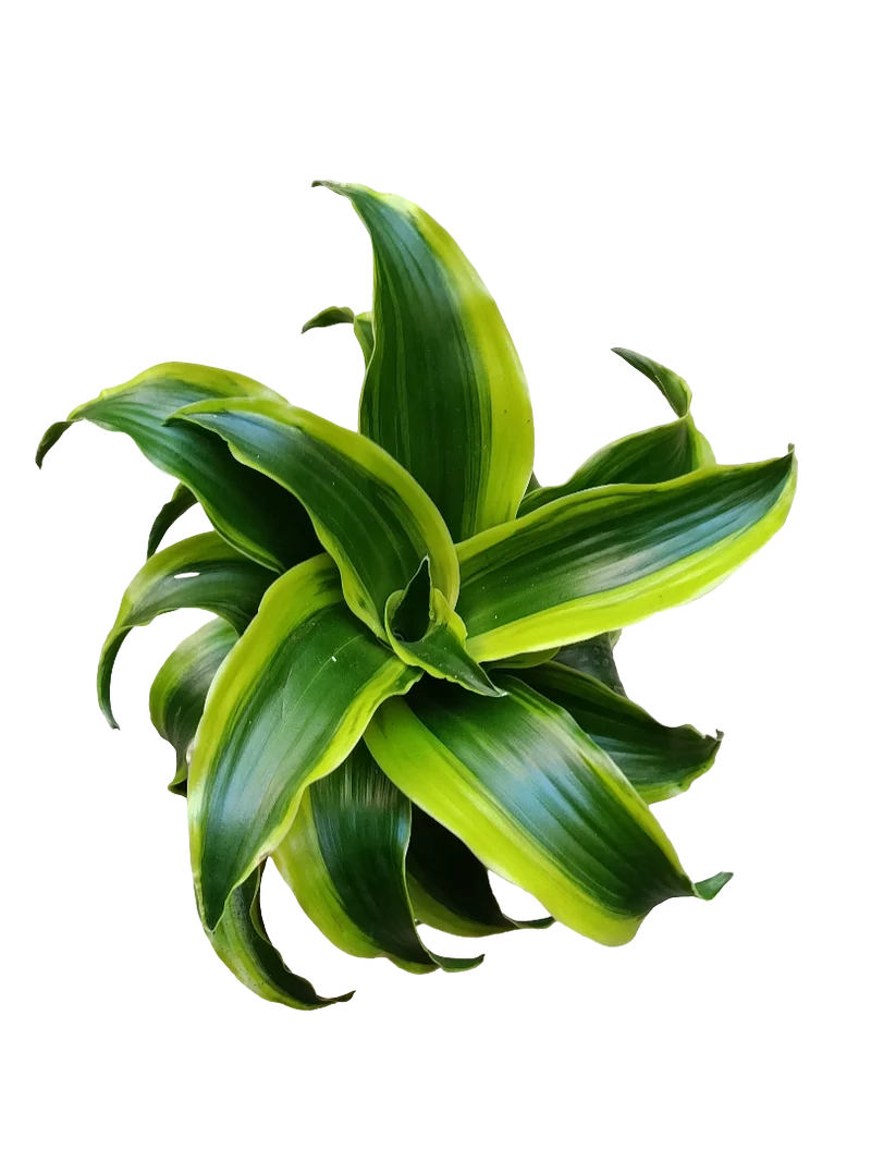 Dracaena Tornado Planta De Interior Ø12