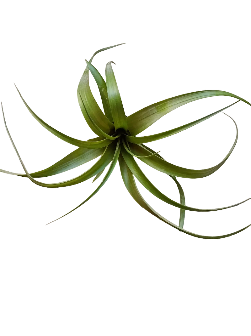 Tillandsia Polystachia Planta Natural Clavel Del Aire