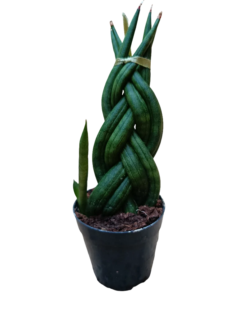 Sansevieria Twist Mini Ø6 Planta De Interior Muy Resistente