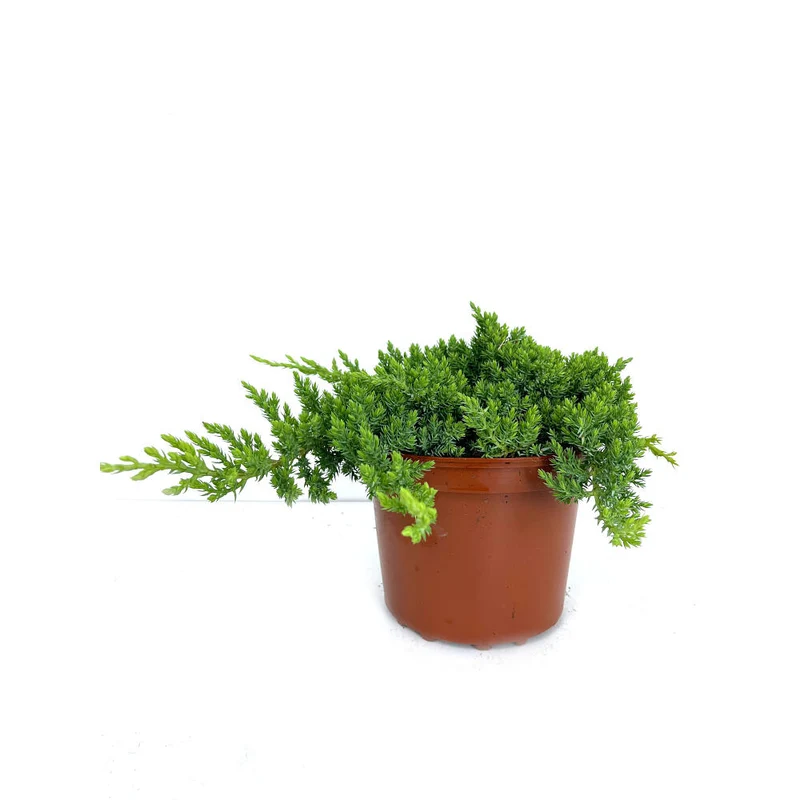 Juniperus Procumbens Nana 2.5l M17