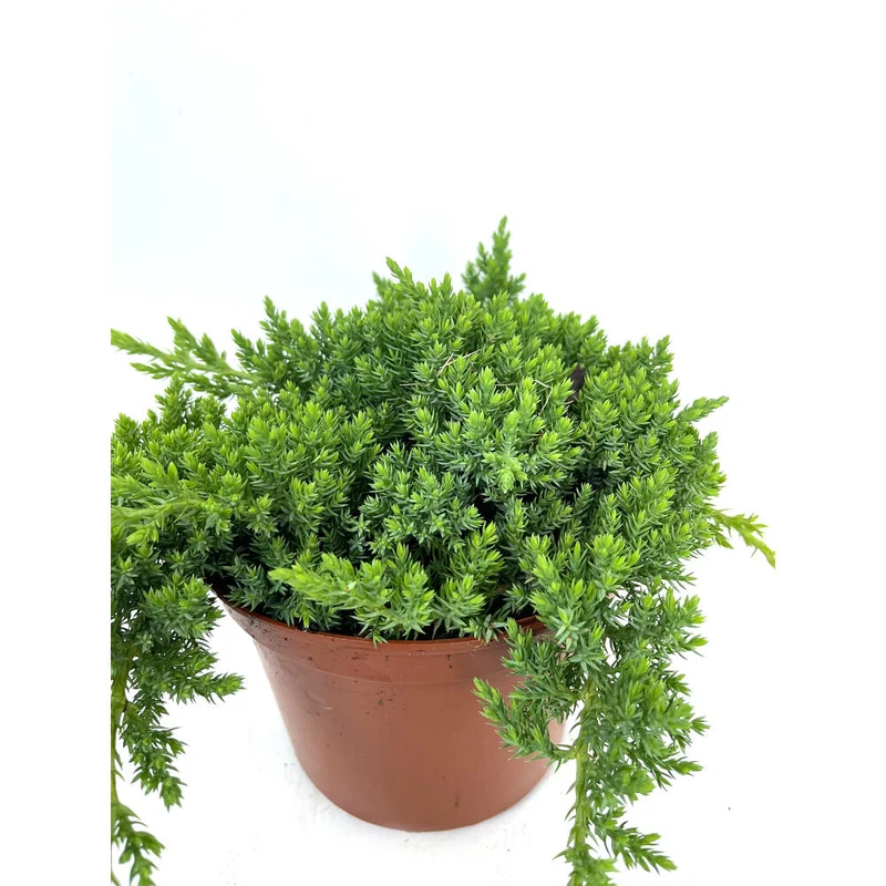Juniperus Procumbens Nana 2.5l M17