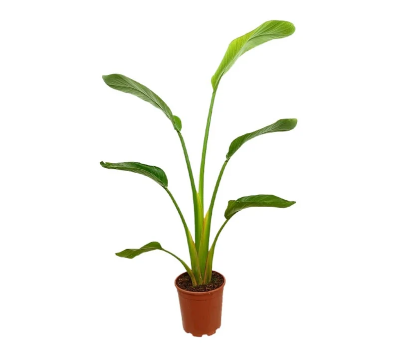 Strelitzia Augusta M20 120cm (ave Del Paraíso)