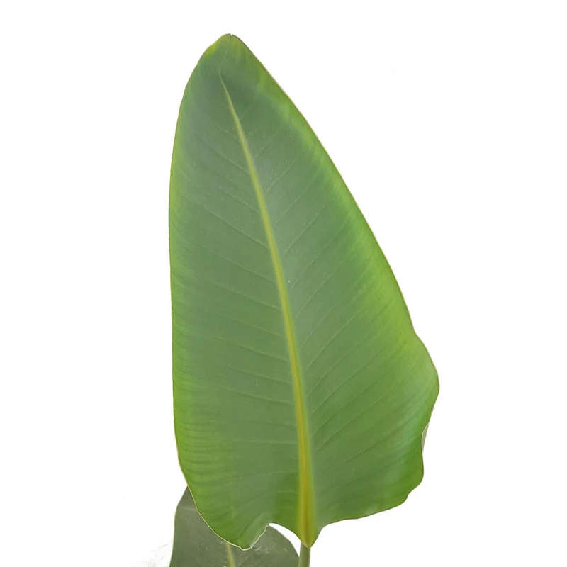 Strelitzia Augusta M20 120cm (ave Del Paraíso)