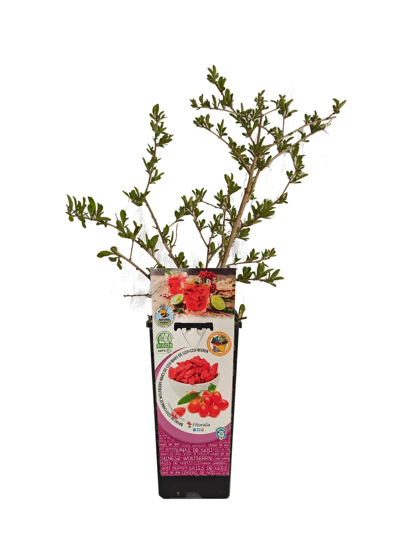 Goji En Maceta 2 L. Natural - Fitoralia
