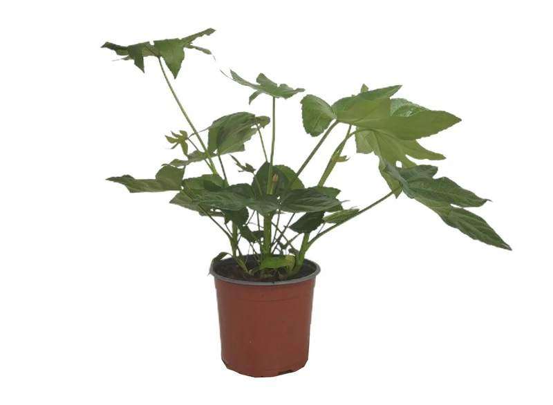 Fatsia Japónica M17 40-50cm (aralia Del Japón)