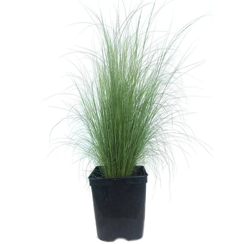 Stipa Tenuissima M18 60cm