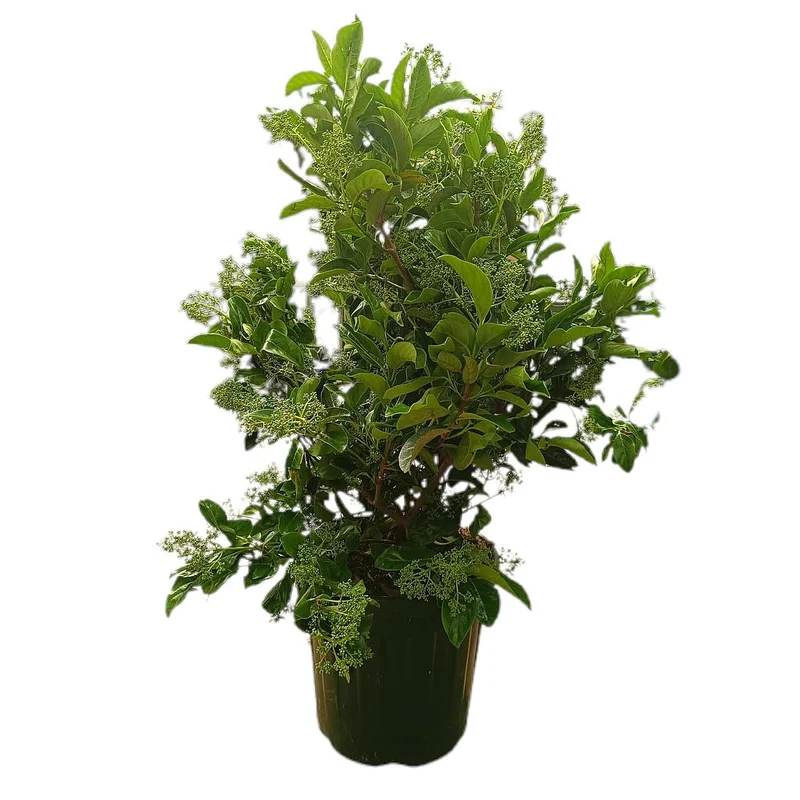 Viburnum Lucidum M35 70-90cm