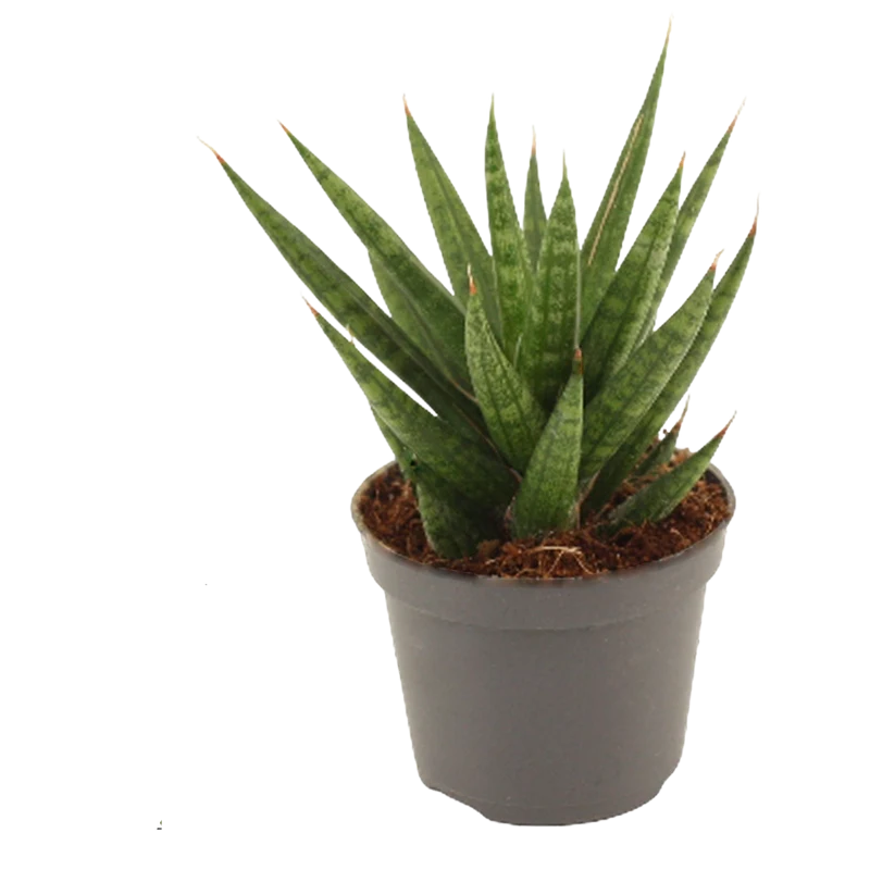 Sansevieria Francisii Planta Suculenta De Interior Purificadora Ø6