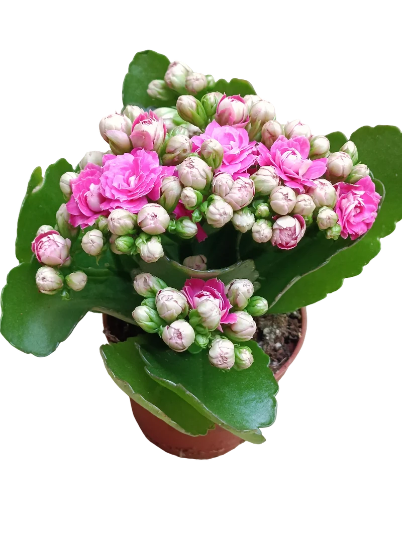 Kalanchoe Blossfeldiana Flor Rosa Ø6 Planta De Interior