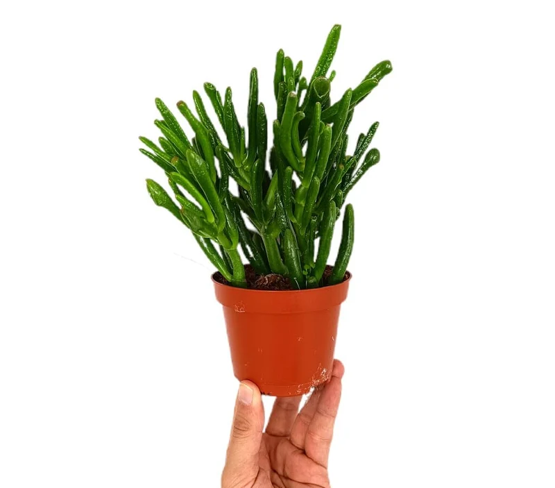 Crassula Ovata M10 (planta De Jade)