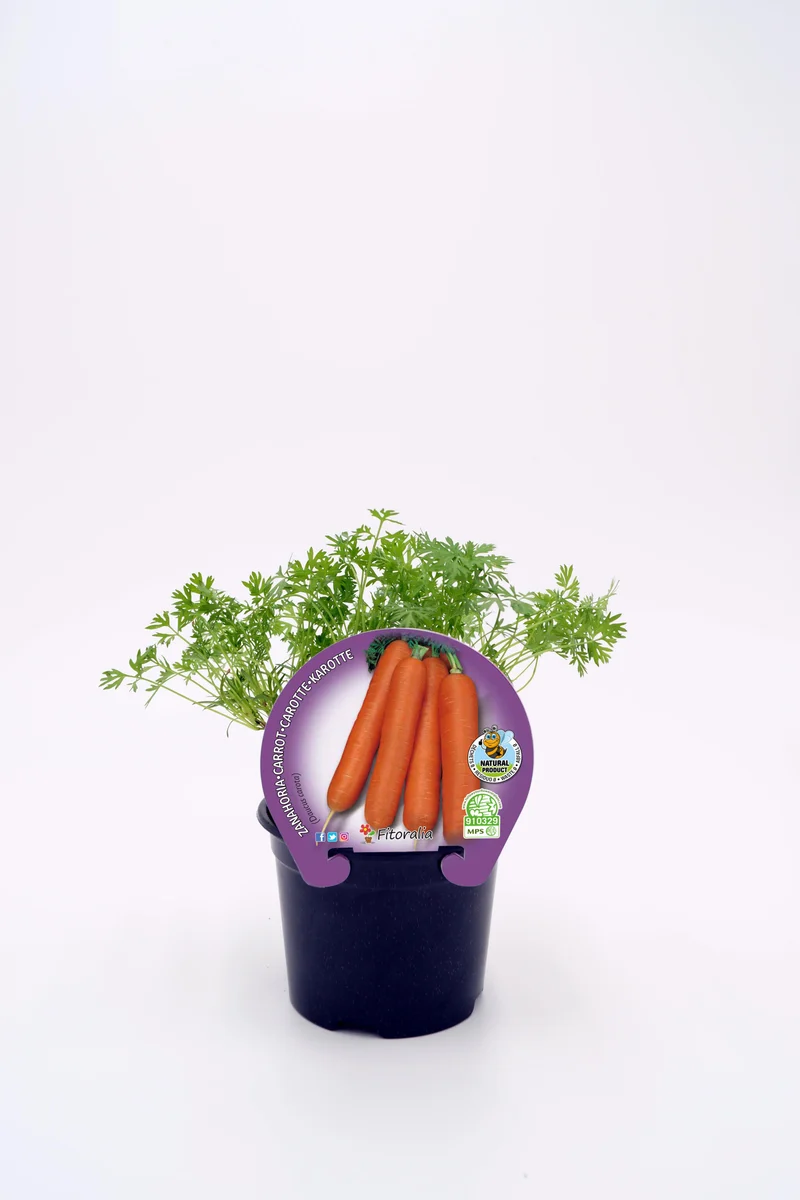 Plantón Zanahoria En Maceta 10,5 Cm. Natural - Fitoralia