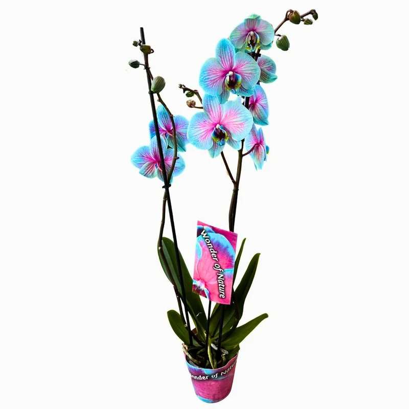 Orquídea Wonder Of Nature 2 Varas Una Maravilla Para La Decoración De Interior