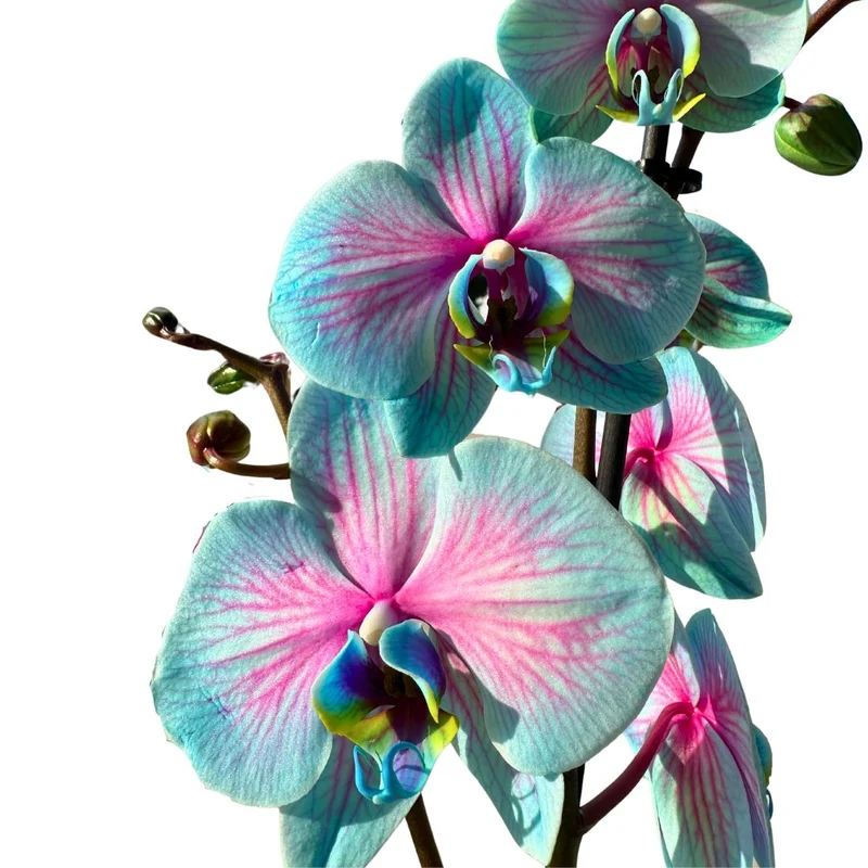Orquídea Wonder Of Nature 2 Varas Una Maravilla Para La Decoración De Interior