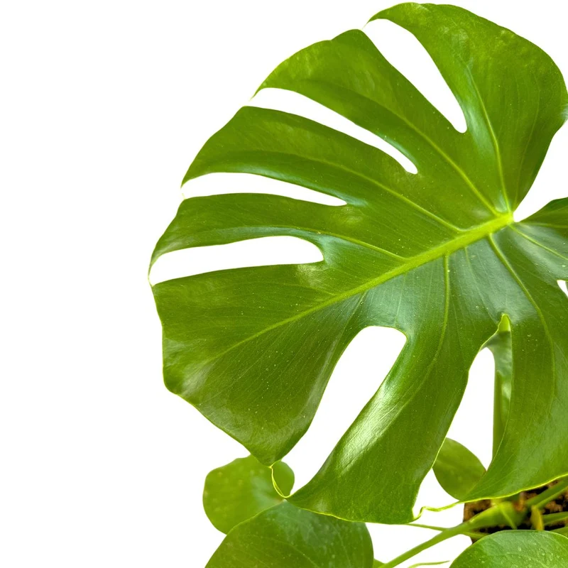 Monstera Deliciosa O Costilla De Adán Planta De Interior Resistente