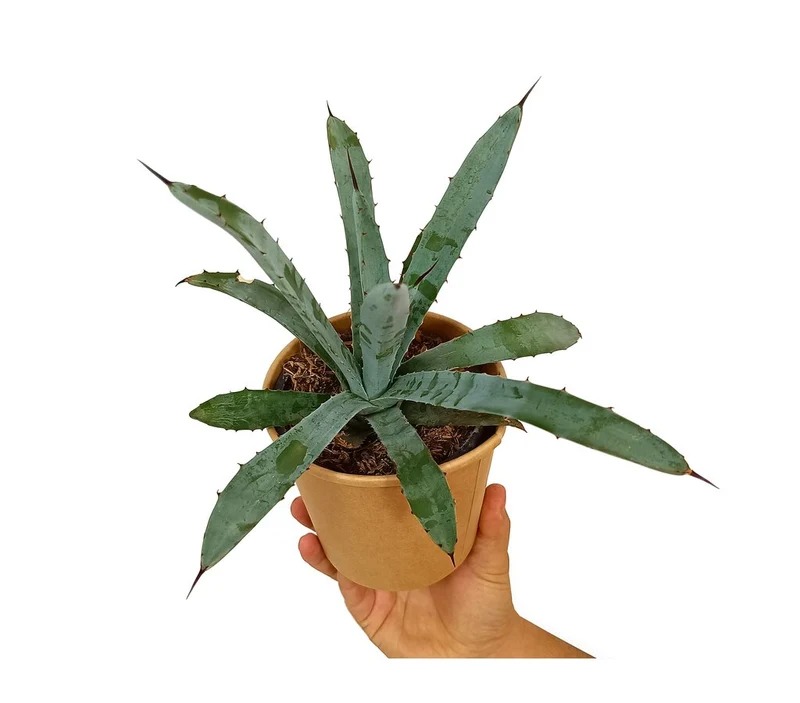 Agave Hyb Little Penguins M11
