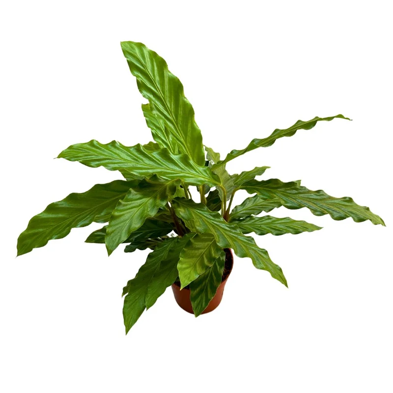 Calathea Rufibarba Perfecta Para Crear Un Ambiente Acogedor M12