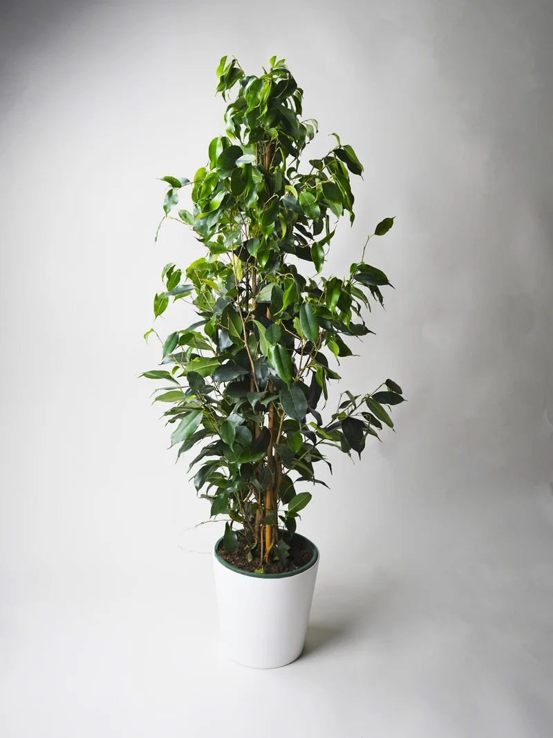 Ficus Benjamina Danielle | Altura 120cm - Diámetro 21cm