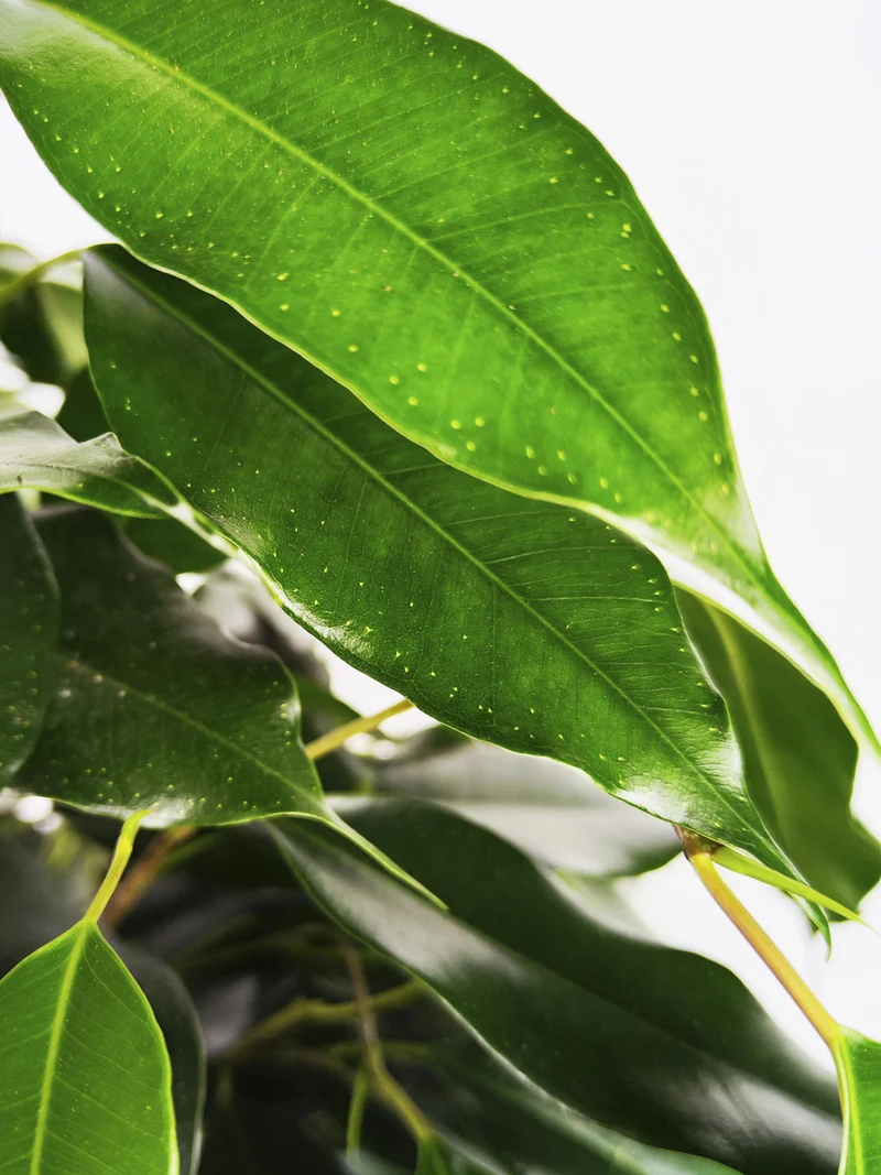 Ficus Benjamina Danielle | Altura 120cm - Diámetro 21cm