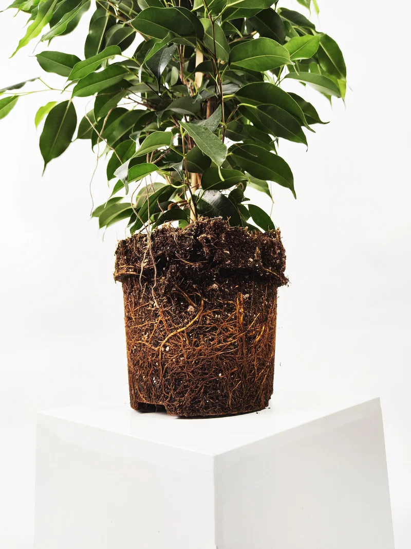 Ficus Benjamina Danielle | Altura 120cm - Diámetro 21cm