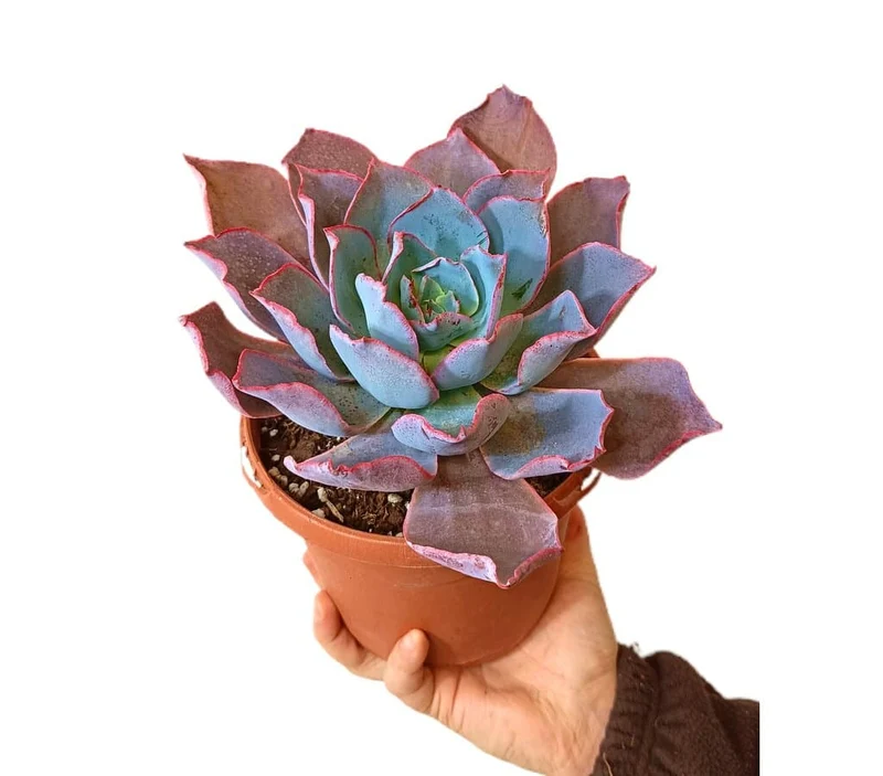 Echeveria Afterglow M17