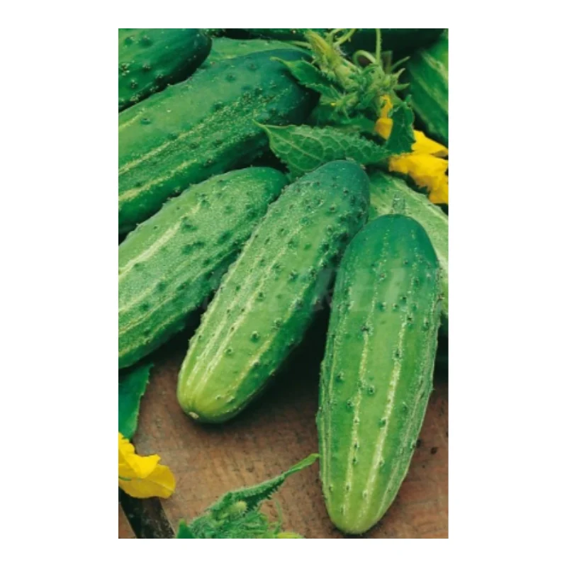 Semillas Pepino Wisconsin