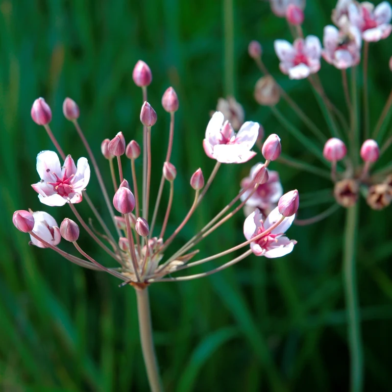 Junco Floreciente Butomus Umbellatus Estanque - Set 4 Plantas Con Cesta Sustrato