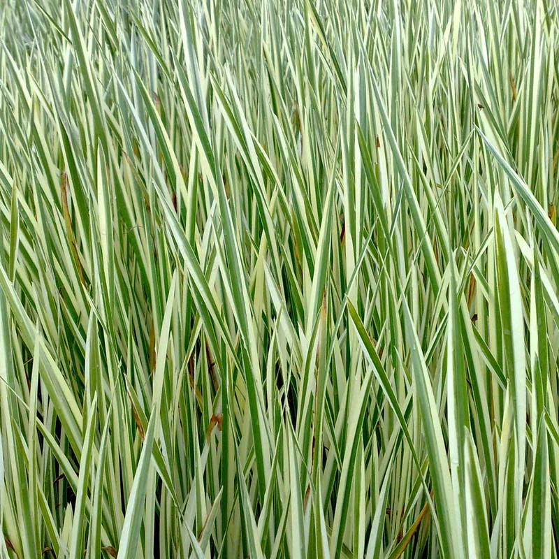 Cálamo Acorus Calamus Variegatus Estanque - Set 4 Plantas Con Cesta Y Sustrato