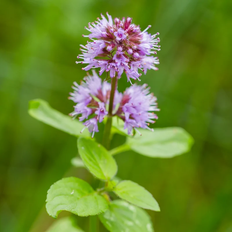 Menta Acuática Mentha Aquatica Estanque - Set 4 Plantas Con Cesta Y Sustrato