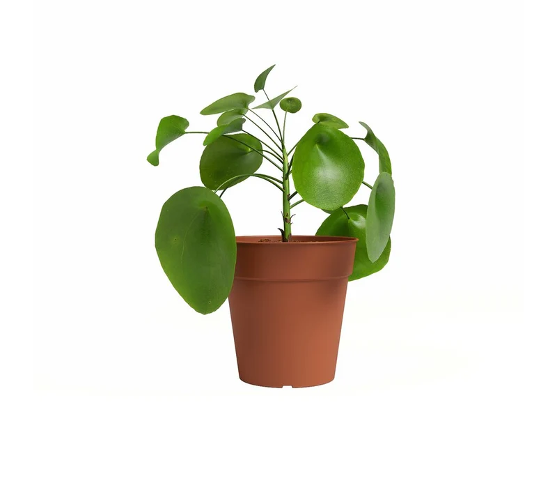 Artevasi Macetero Madagascar Terracota 40 Cm De Plástico Reciclado
