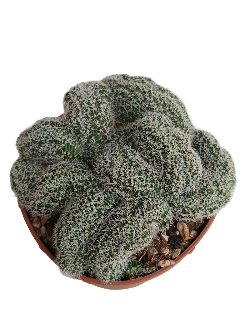 Lobivia Densispina Crestada Planta Cactus Ø8