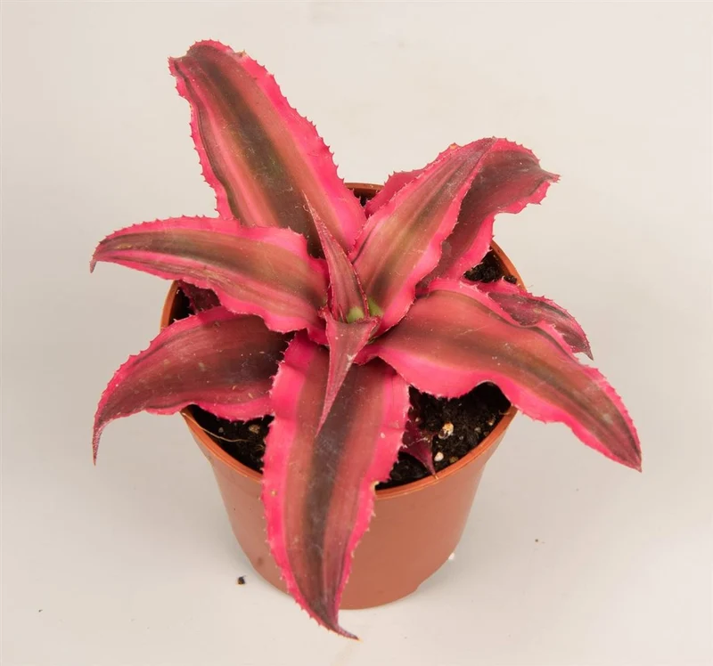 Cryptanthus Rubin Star Planta Bromelia Color Rojo Ø5
