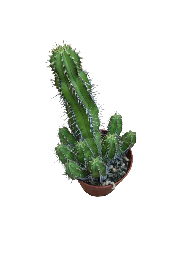 Euphorbia Echinopsis Planta Suculenta Ø8