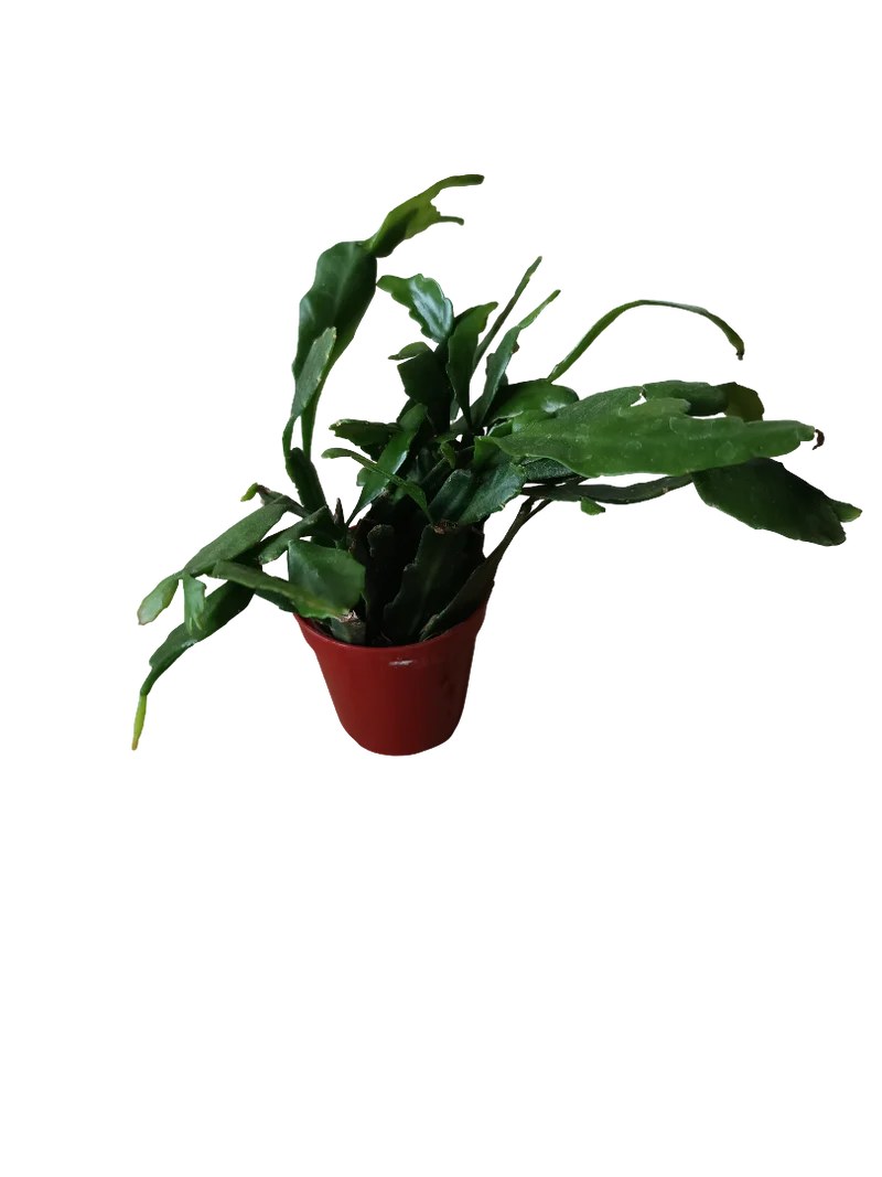 Rhipsalis Crispata Planta Suculenta Colgante Ø6