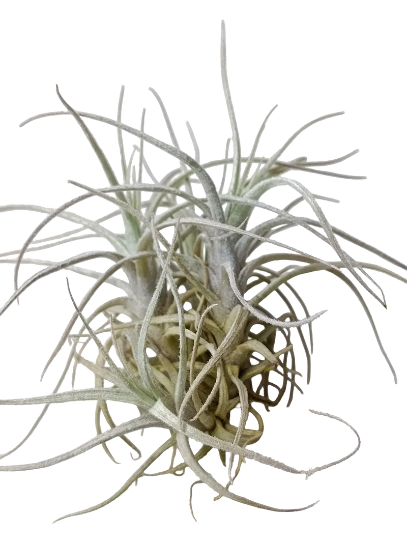 Tillandsia Holm Clavel Del Aire Planta Epifita 5-7 Cms