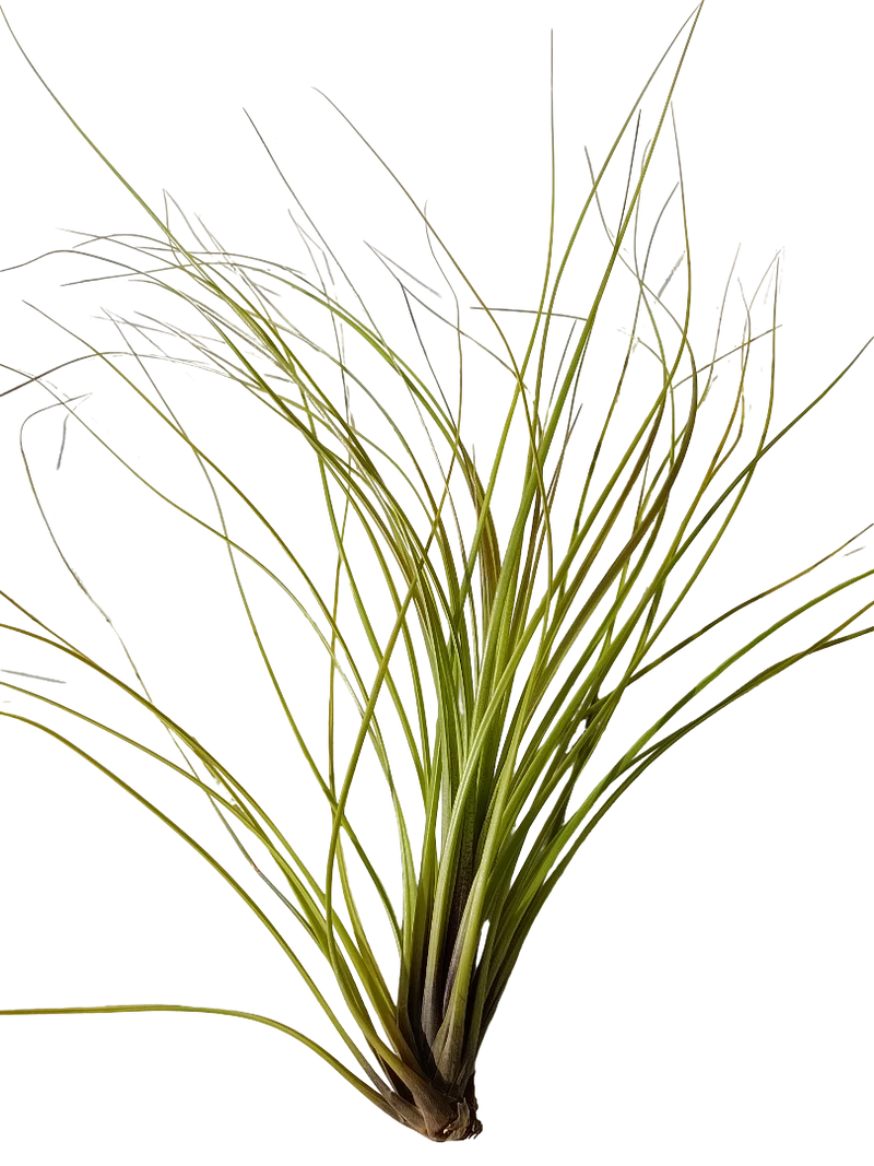 Tillandsia Festucoides Clavel Del Aire Planta Natural