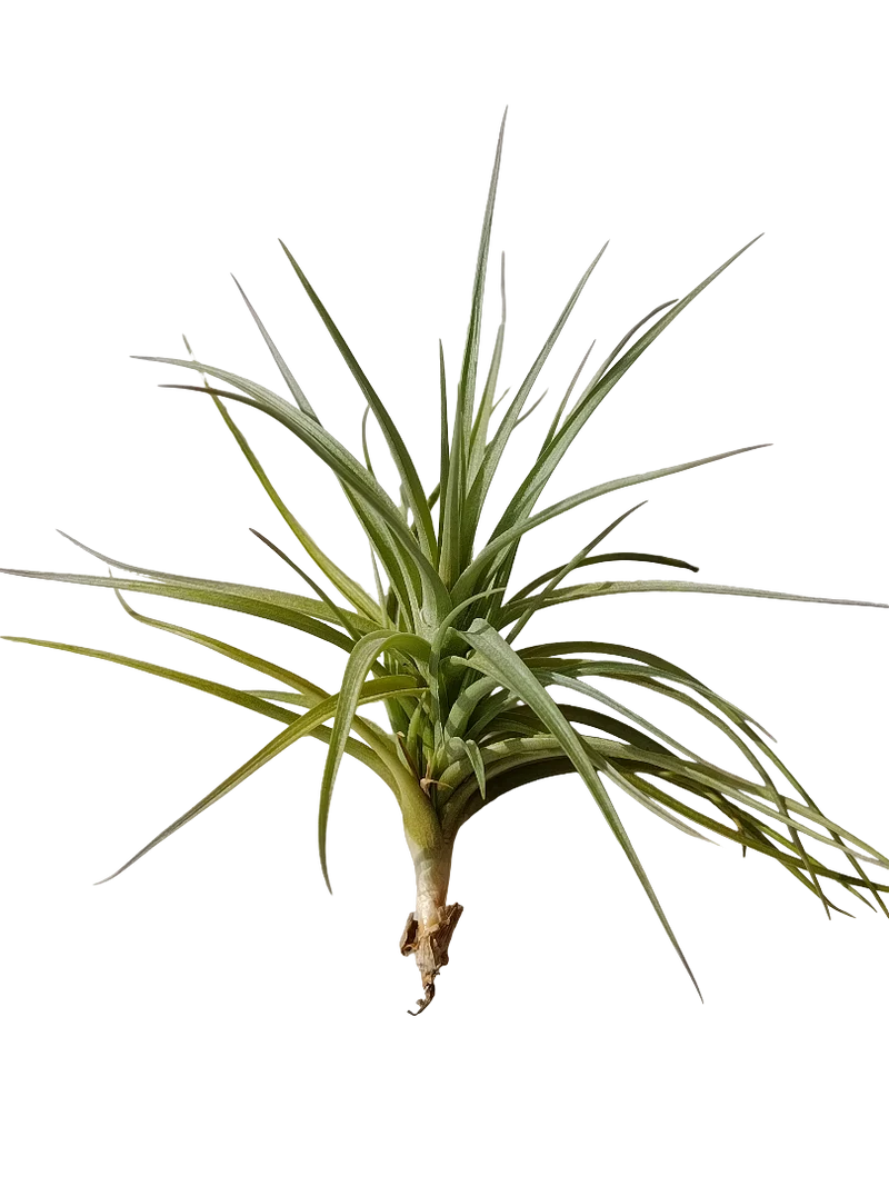 Tillandsia Tenuifolia Planta Natural Clavel Del Aire
