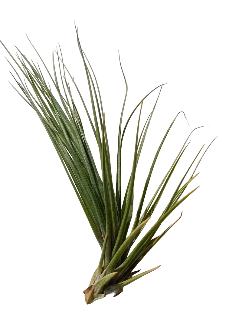 Tillandsia Seideliana Planta Natural Clavel Del Aire