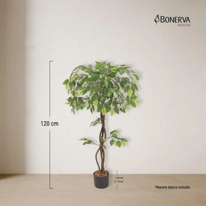 Ficus Deco 120