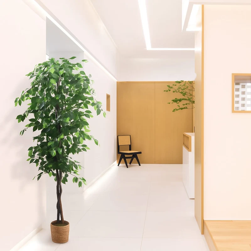 Ficus Nature 180