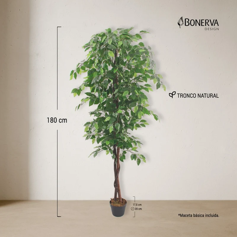 Ficus Nature 180