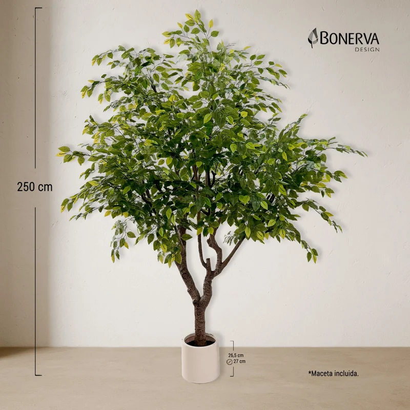 Ficus Luxe 250