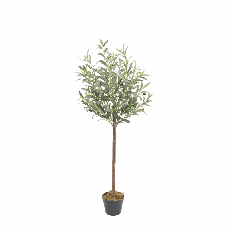 Olivo Nature 120