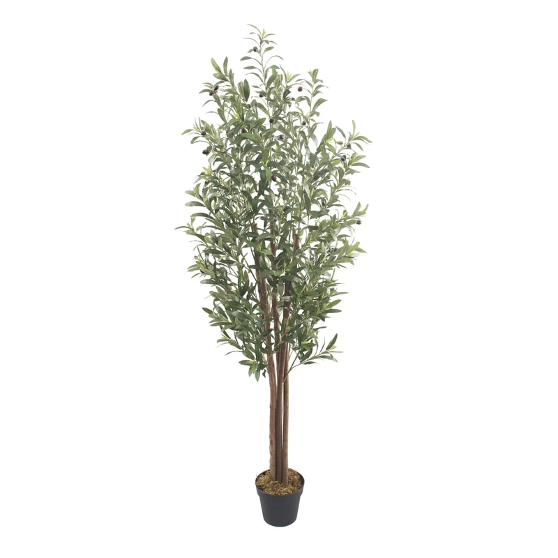 Olivo Nature 180