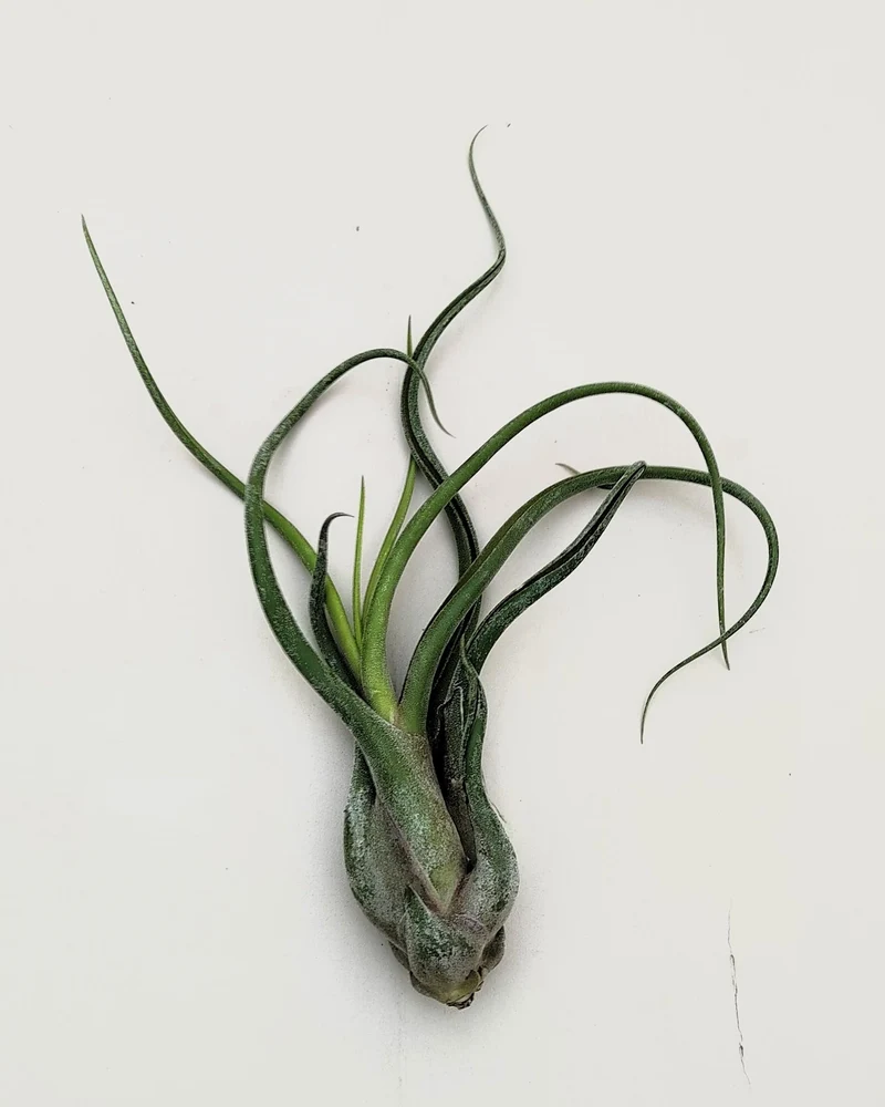 Tillandsia caput-medusae [M]; planta pulpo, cabeza de Medusa; Curiosarium; altura 12-15 cm, Diámetro 12-15 cm