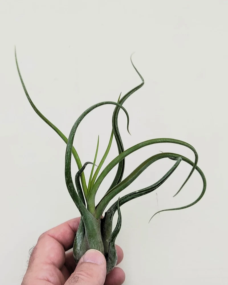 Tillandsia caput-medusae [M]; planta pulpo, cabeza de Medusa; Curiosarium; altura 12-15 cm, Diámetro 12-15 cm