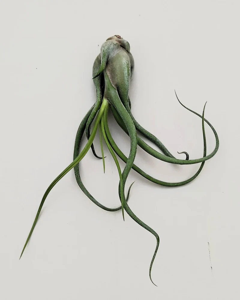 Tillandsia caput-medusae [M]; planta pulpo, cabeza de Medusa; Curiosarium; altura 12-15 cm, Diámetro 12-15 cm