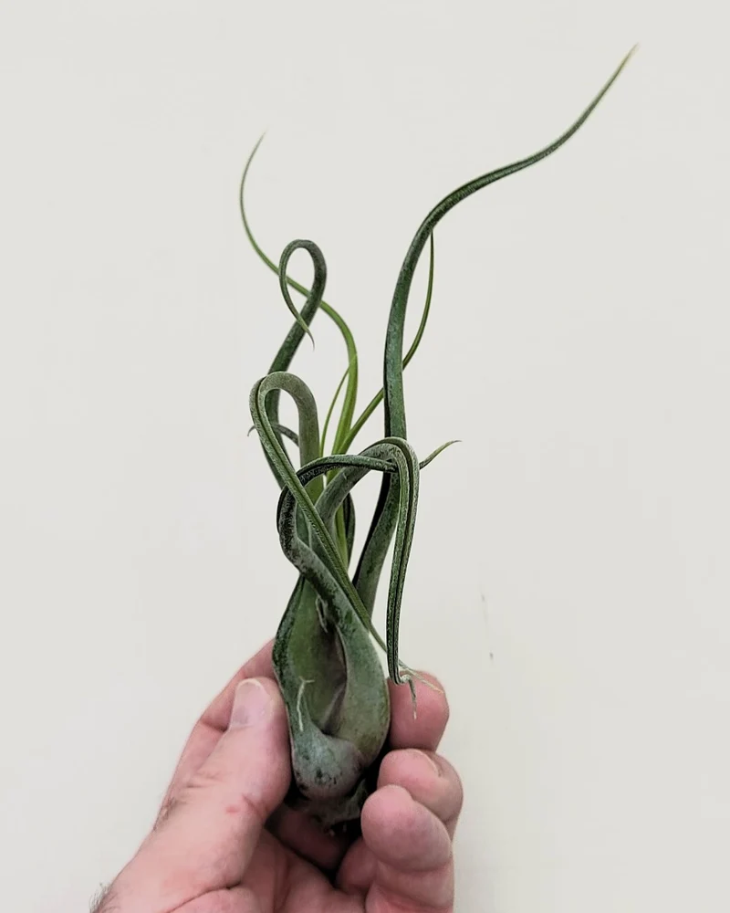 Tillandsia caput-medusae [M]; planta pulpo, cabeza de Medusa; Curiosarium; altura 12-15 cm, Diámetro 12-15 cm