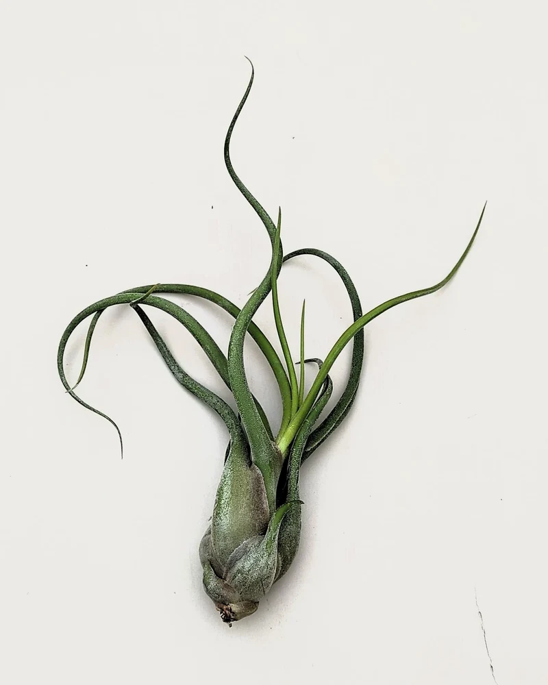 Tillandsia caput-medusae [M]; planta pulpo, cabeza de Medusa; Curiosarium; altura 12-15 cm, Diámetro 12-15 cm