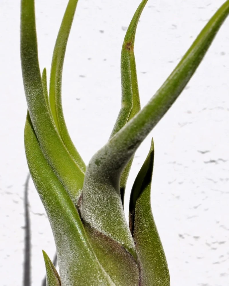 Tillandsia caput-medusae [S], planta pulpo, cabeza de Medusa; Curiosarium; altura 10-13 cm, diámetro 5-10 cm