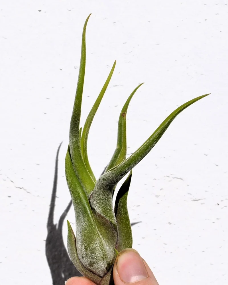 Tillandsia caput-medusae [S], planta pulpo, cabeza de Medusa; Curiosarium; altura 10-13 cm, diámetro 5-10 cm